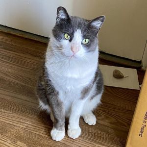 If you are looking for a fur buddy to keep you company while you watch TV or rel