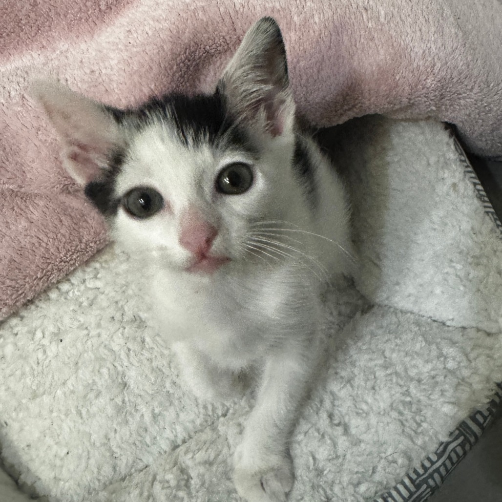 Domino
