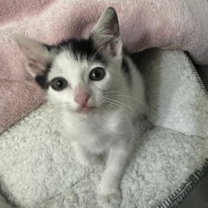 If youre looking for a cuddly kitty who wants to be at your side at all times 
