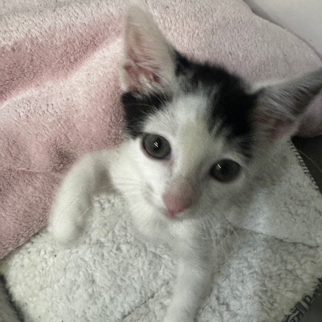 Domino