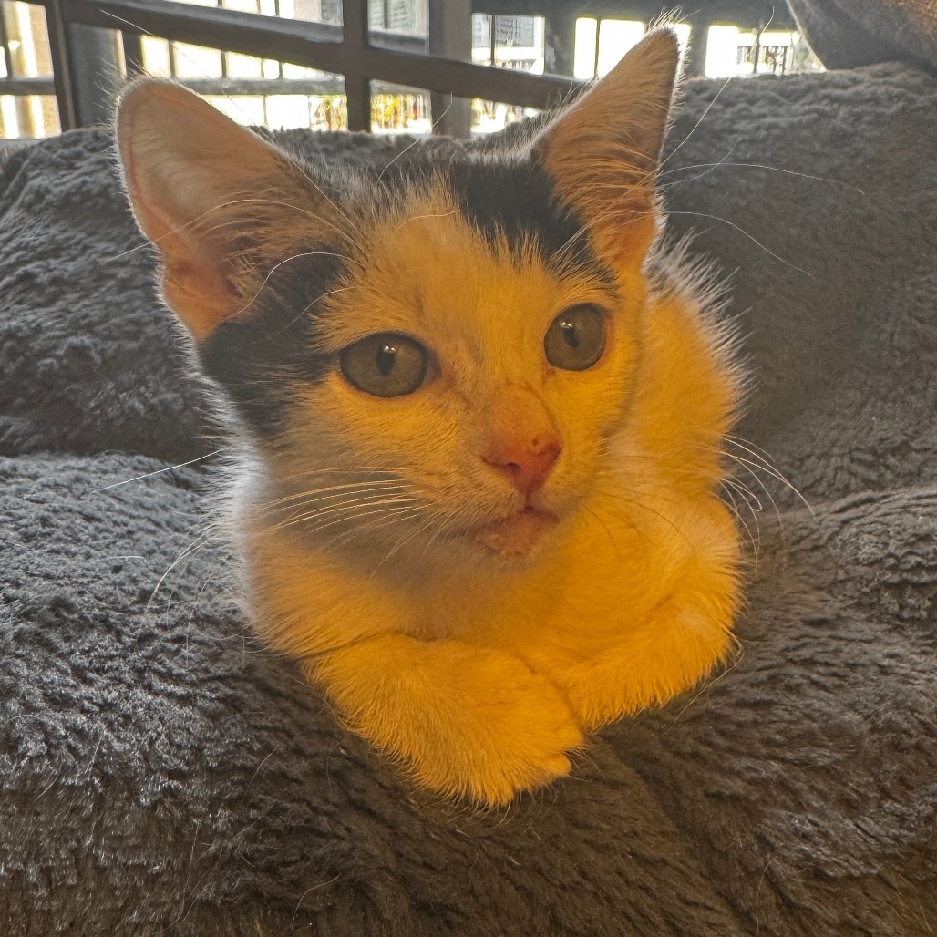 Domino