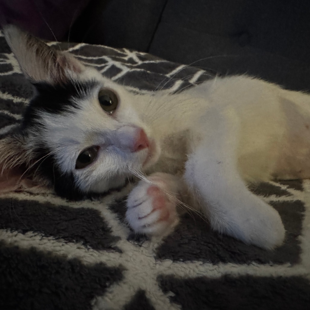 Domino