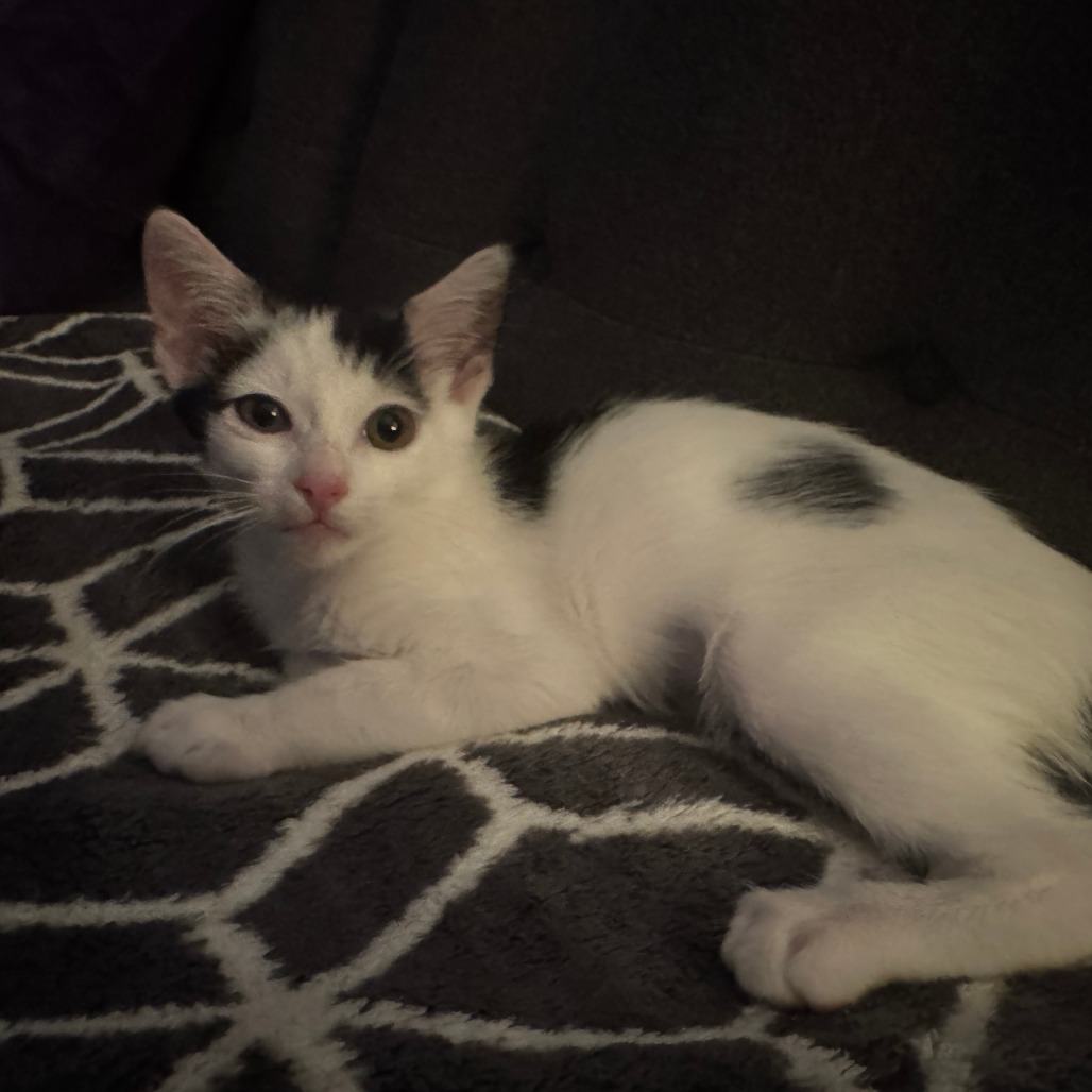 Domino