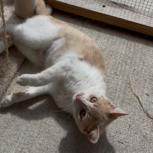 Lady Marmalade, Adult Female unknown
