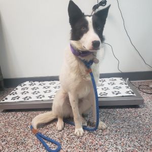 Walter, Young Male Mixed Breed
