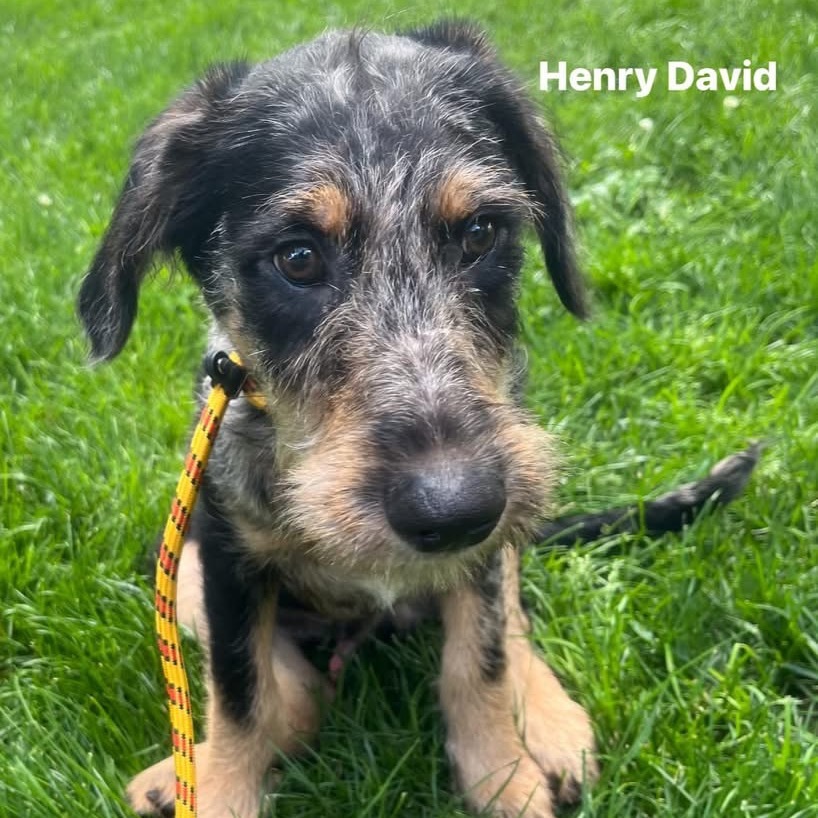 Henry David