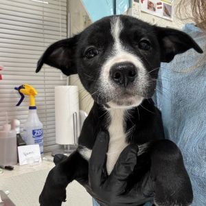 Wilhelmina, Baby Female Pit Bull Terrier