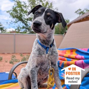Grindylow, Baby Male Cattle Dog