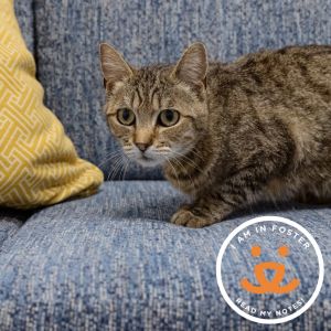Figueroa is an affectionate 4 year-old tabby gal who enjoys sharing a bed with her humans receiving