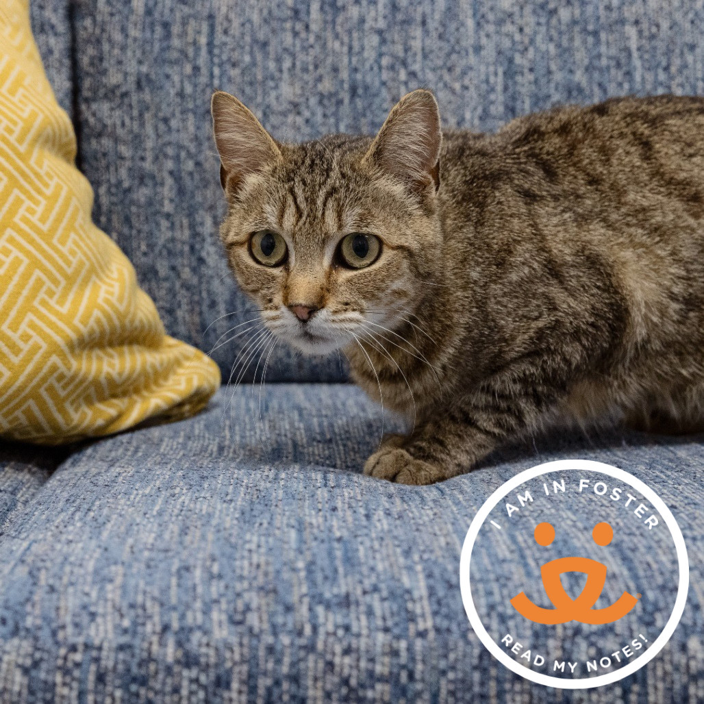 Figueroa "Figgy", an adoptable Domestic Short Hair in Spokane, WA, 99202 | Photo Image 2