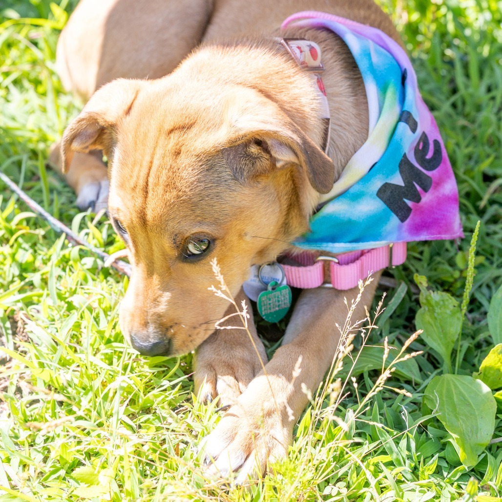 Annie Girl