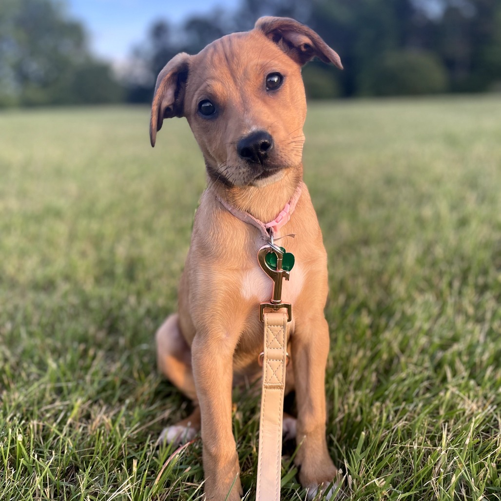 Annie Girl