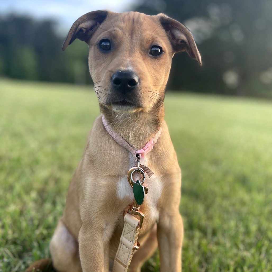 Annie Girl