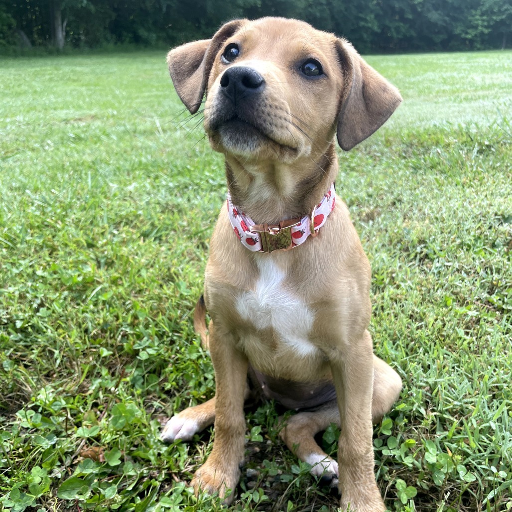 Annie Girl