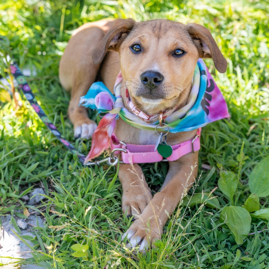 Annie Girl