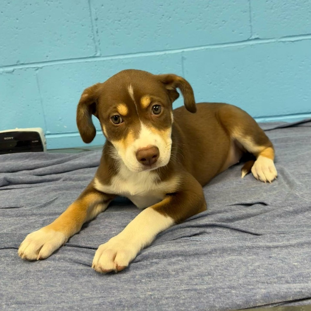 Maple (Foster) Photo