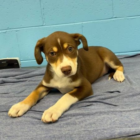 Maple (Foster)