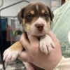Maple (Foster)