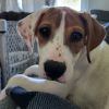 Poppy (foster)