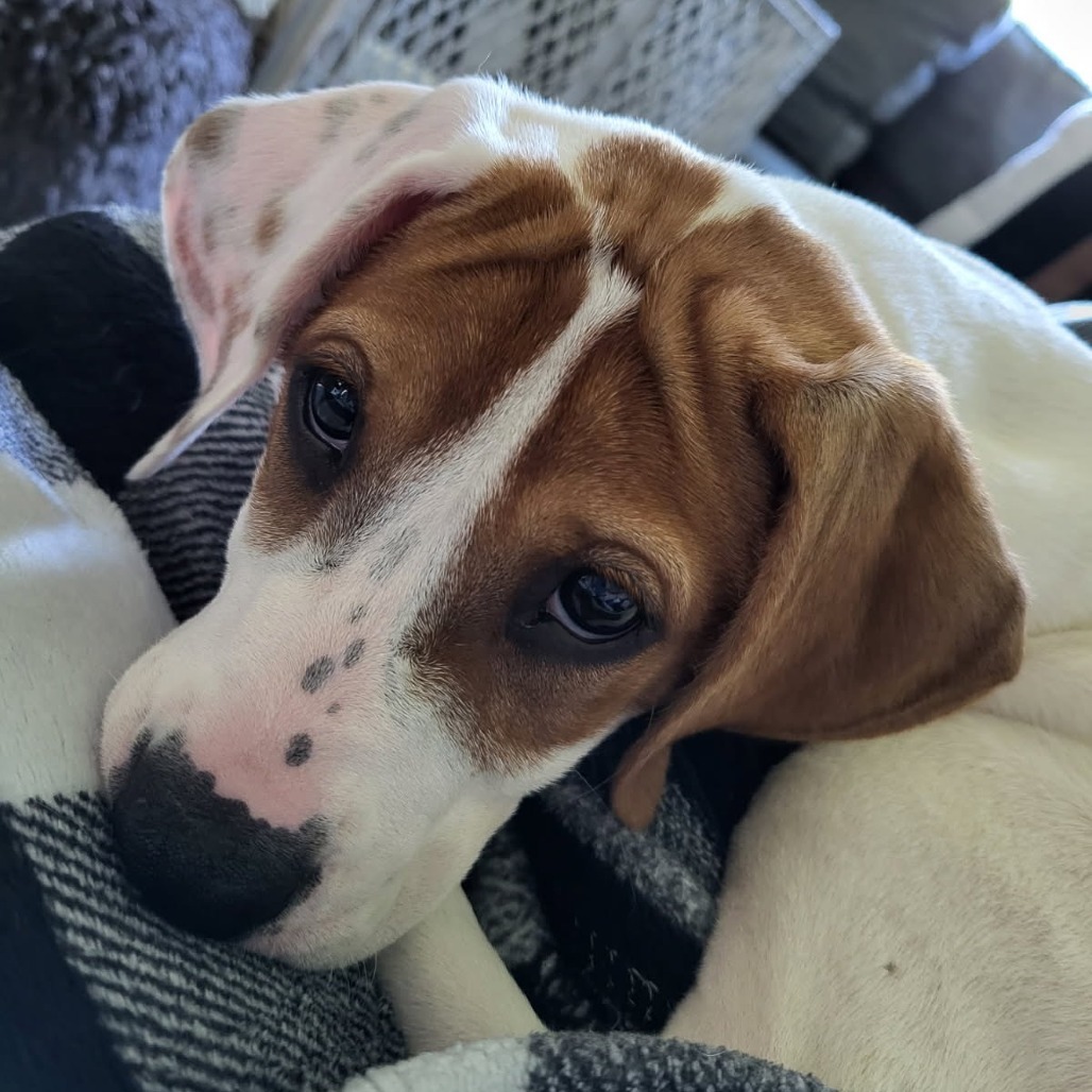 Poppy (foster) Photo