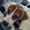Poppy (foster)