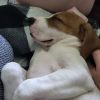 Poppy (foster)