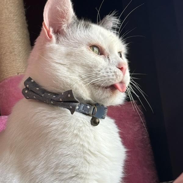 Skipper