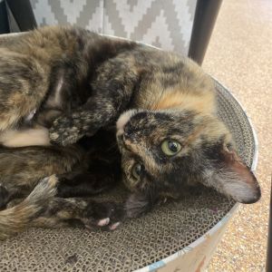 Dove, Adult Female Domestic Short Hair