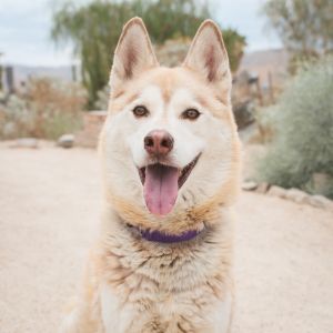 Chavo, Senior Male Husky