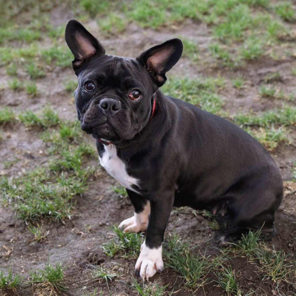 Gidget