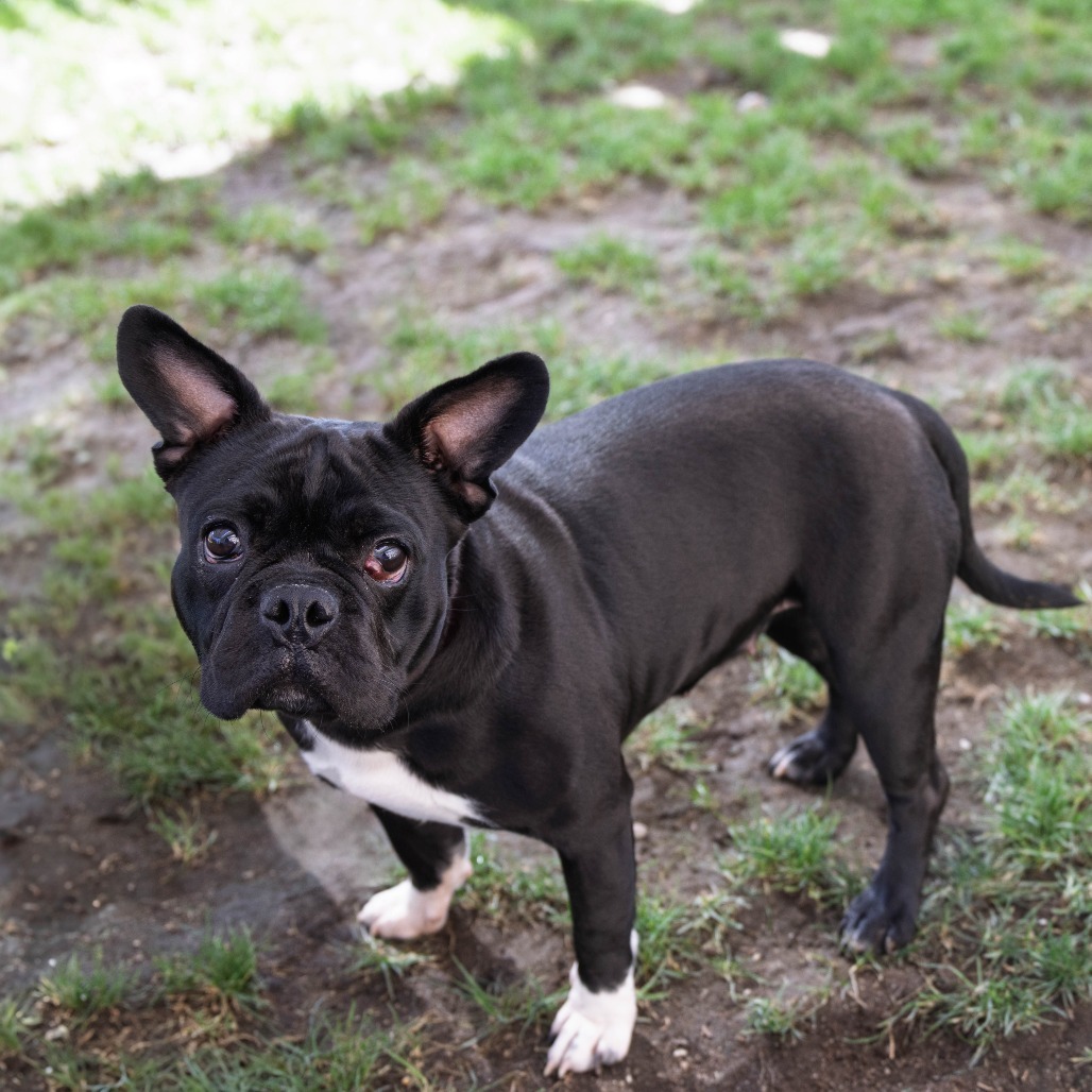 Gidget