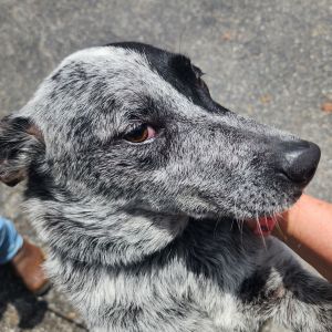 Sam, Adult Male Australian Cattle Dog / Blue Heeler