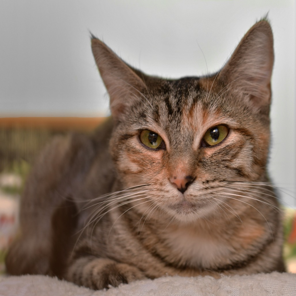 Marzipan