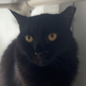 Bella, Adult Female Maine Coon