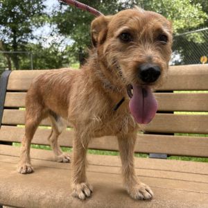 Scooter Terrier Dog