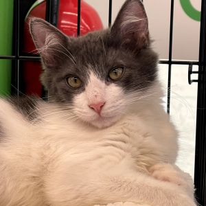 Skye, Baby Male Domestic Short Hair