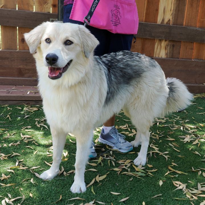 DAKOTA 3