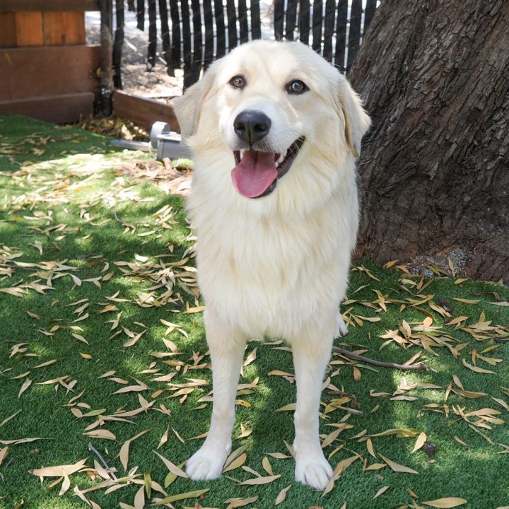 DAKOTA 4