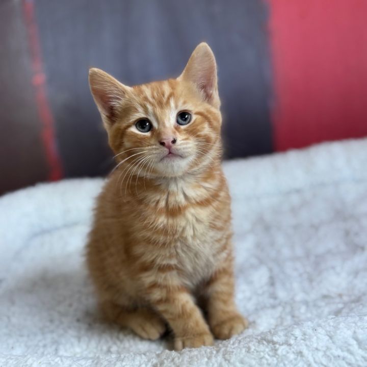 LINUS 1