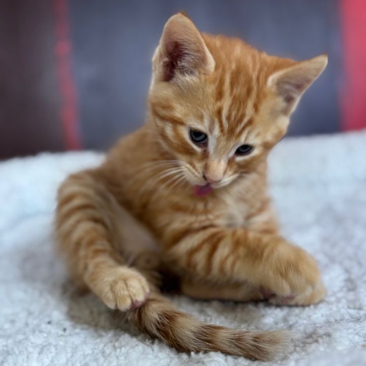 LINUS 2