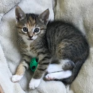 MARTHA, Baby Female Domestic Short Hair