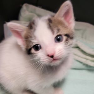 Alaska, Baby Female Domestic Short Hair