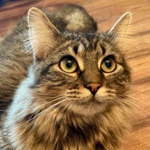 Sparrow, Young Female Domestic Long Hair