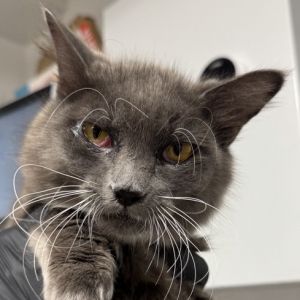 Bryce is on site at our adoption center in SoHo Bryce is a one-year-old female Bryce is spayed mi