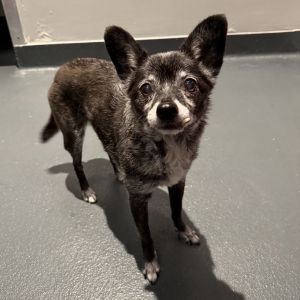 Abigail is currently with one of our amazing fosters and ready for adoption via our virtual process