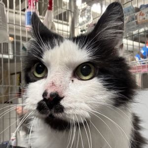 Teddy is on site at our adoption center in SoHo Teddy is a seven-year-old male With his distinctiv