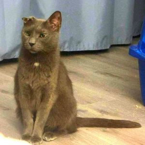 Sparky is currently in foster care and ready for adoption via our virtual process Learn more about 
