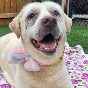 Daisy, Senior Female unknown