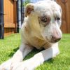 Daisy photo 3
