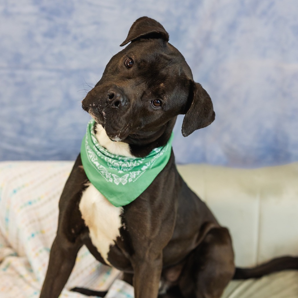 Baker ($0 June Adoption Promo)